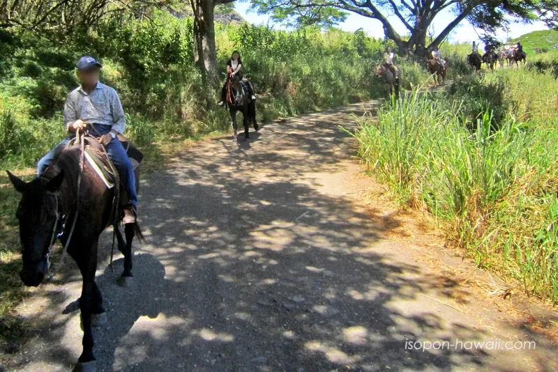 クアロアランチ乗馬ツアー 馬の間隔がバラバラになっている