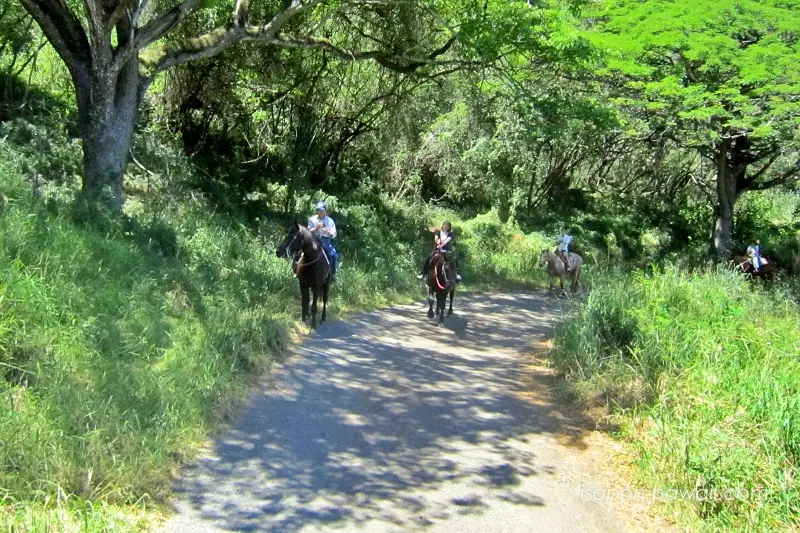 後ろの馬が草を食べようと止まっている