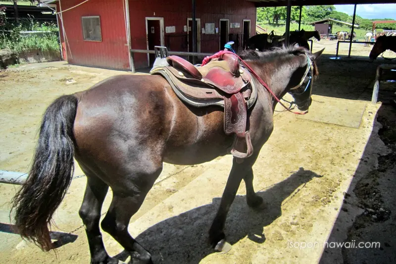クアロアランチの馬