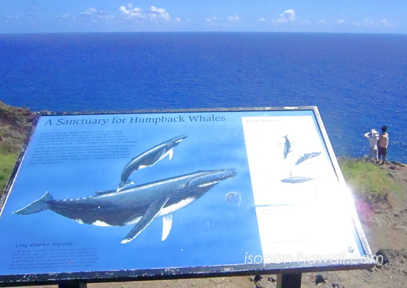 冬はマカプウ・トレイルからクジラの親子が見られると案内する看板