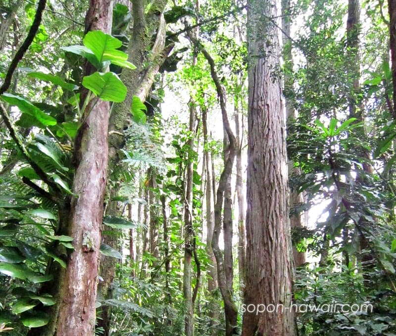 マノアの滝ハイキング Eucalyptus robusta forest オオバユーカリの森