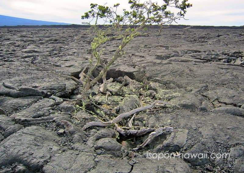 溶岩台地で強く成長する植物