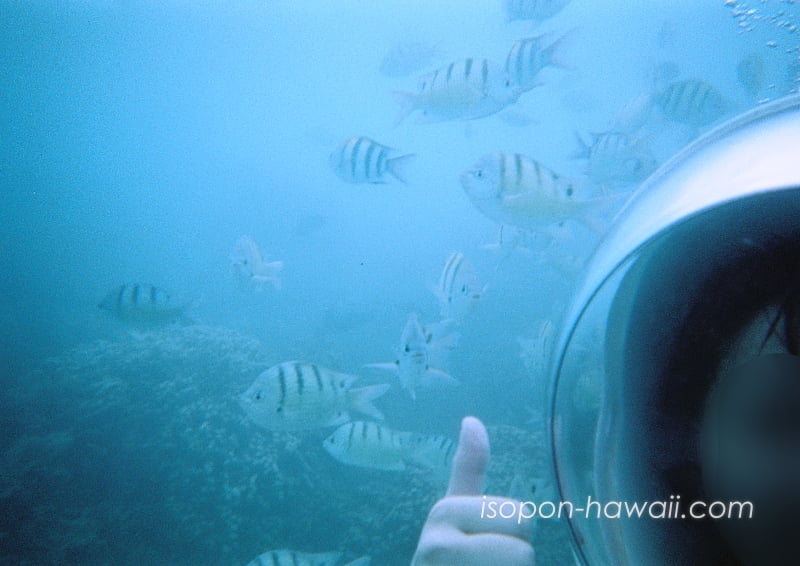 潜水用ヘルメットを被ったつまぽんと寄ってくる魚