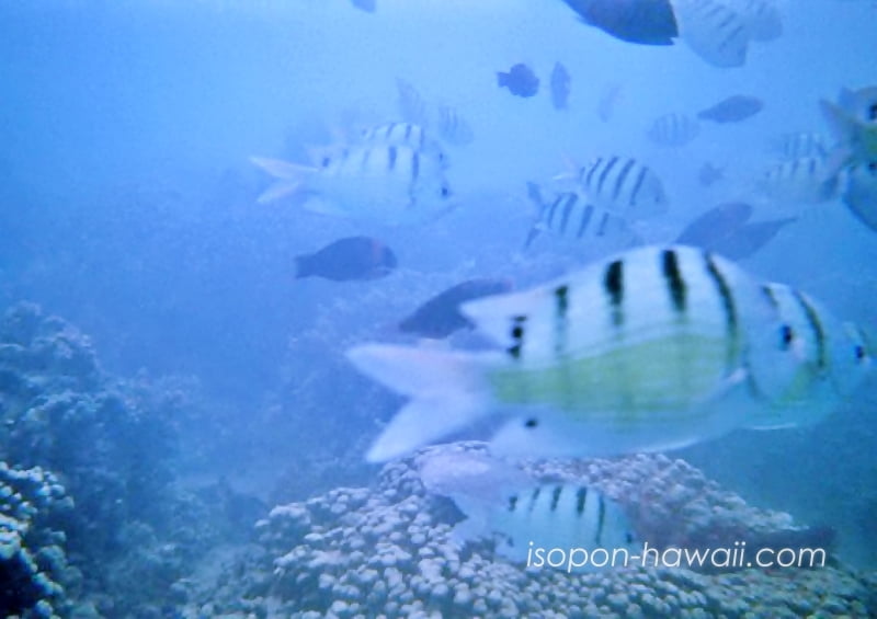 カネオヘ・シーウォーカー 海底のサンゴ礁と魚
