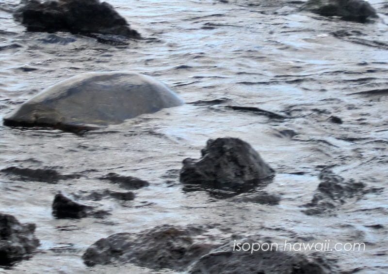 プナルウ黒砂海岸にて 岩と一体化したウミガメの甲羅