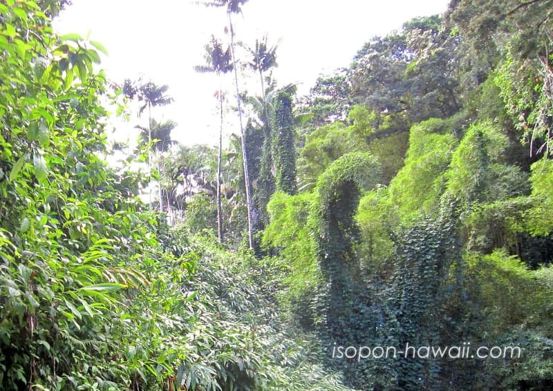 アカカ滝までのルートから見える景色 背の高い亜熱帯植物