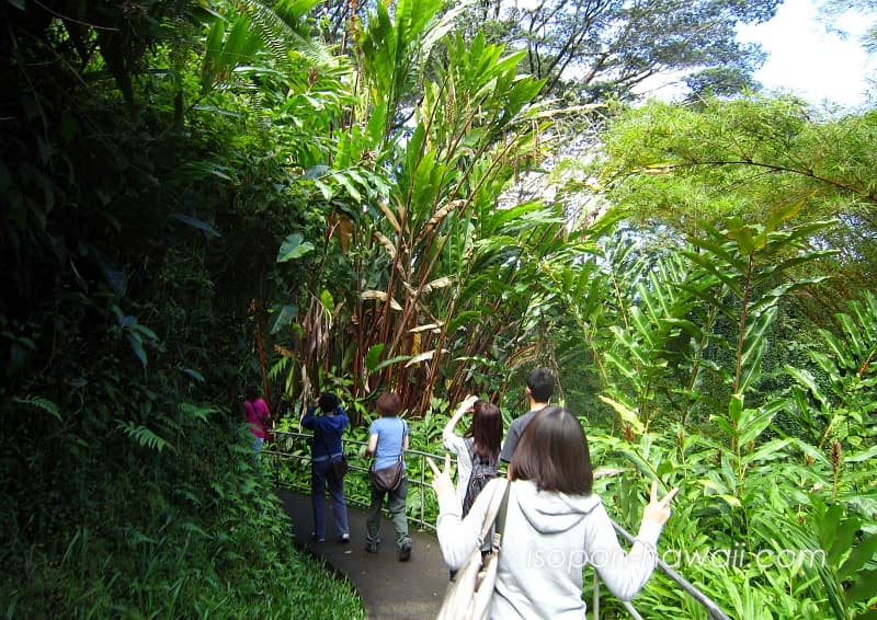アカカ滝までのルートはジャングルのようになっている