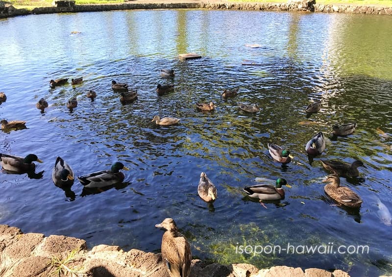 クナワイの泉を泳ぐカモ