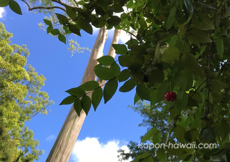 ワヒアワ植物園（ワヒアワ・ボタニカルガーデン）高く伸びるヤシの木