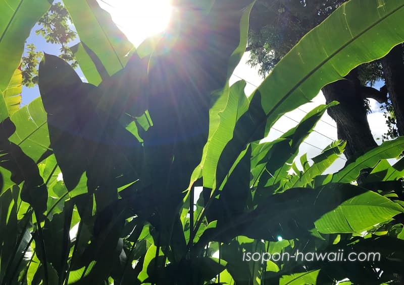 ワヒアワ植物園（ワヒアワ・ボタニカルガーデン）日光と葉