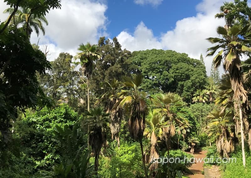 ワヒアワ植物園（ワヒアワ・ボタニカルガーデン）ジャングルのような景色