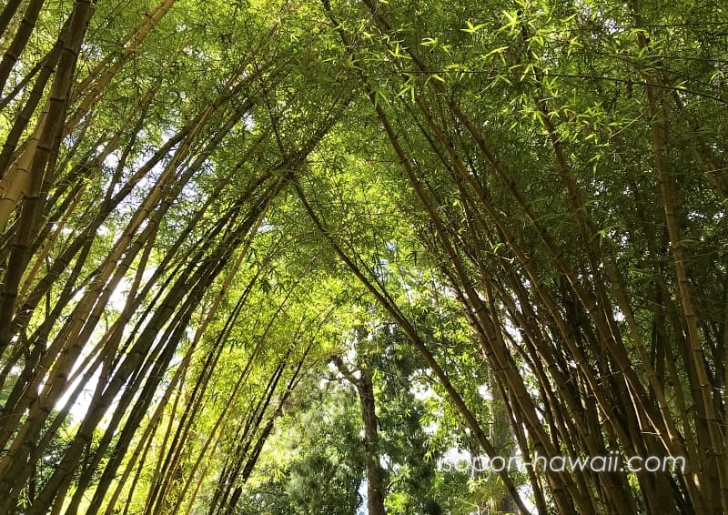 ワヒアワ植物園（ワヒアワ・ボタニカルガーデン） 竹でできたトンネル