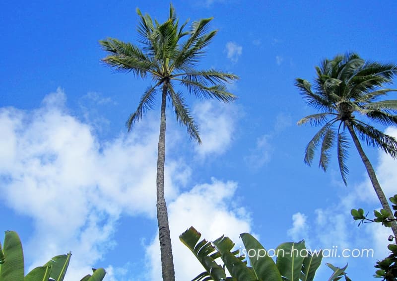 カヌーツアーで見たハワイらしいヤシの木の風景