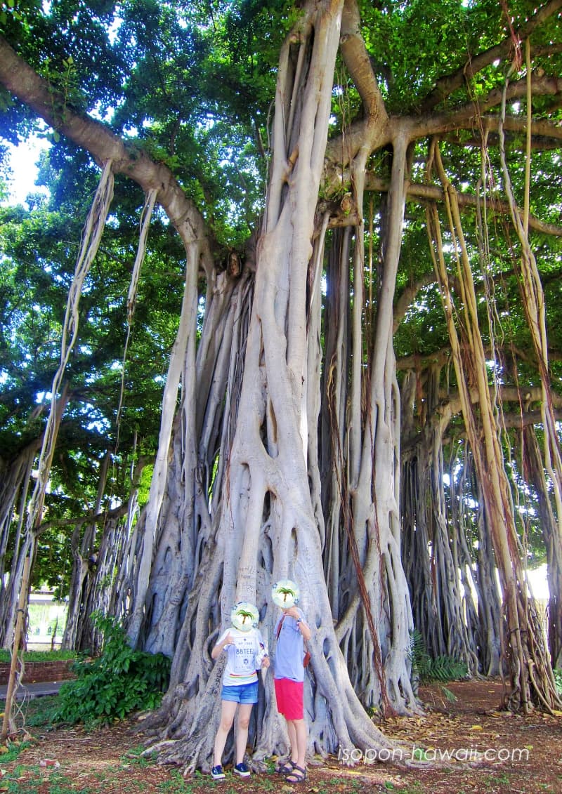 イオラニ宮殿の裏にあるバニヤンツリーで記念撮影するいそぽんとつまぽん