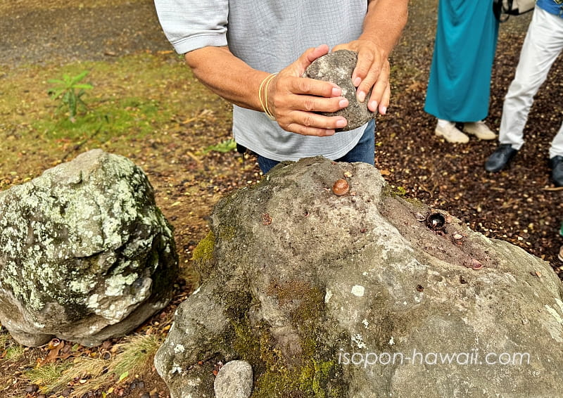 トロピカルファームのマカダミアナッツ殻剥き体験