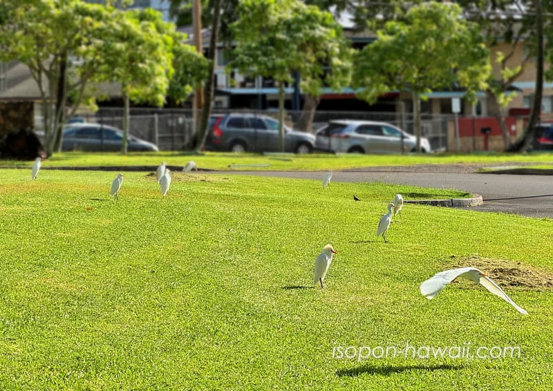ビショップミュージアム入り口前の広場 たくさんの鳥が羽を休めている