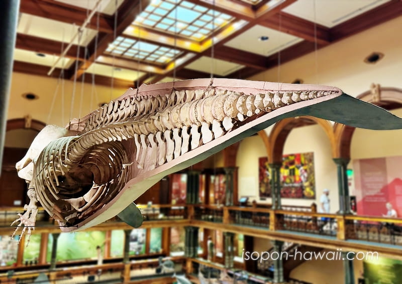 ハワイアンホール3階から見たクジラの骨格