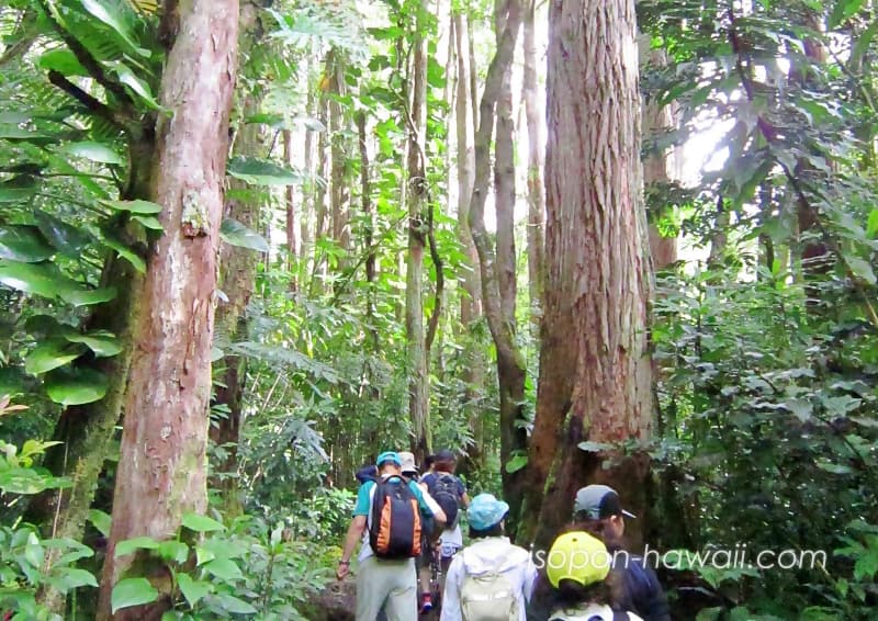 マノアの滝ハイキングコース 見どころ＆撮影スポット1 Eucalyptus robusta forest オオバユーカリの森