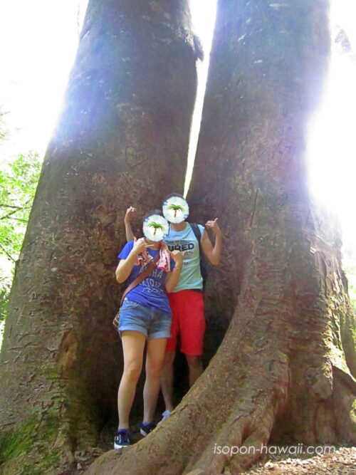 夫婦のように立つ大きな木