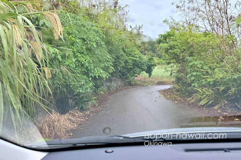 平久保埼灯台近くの道路 草木が伸びて前が見にくい