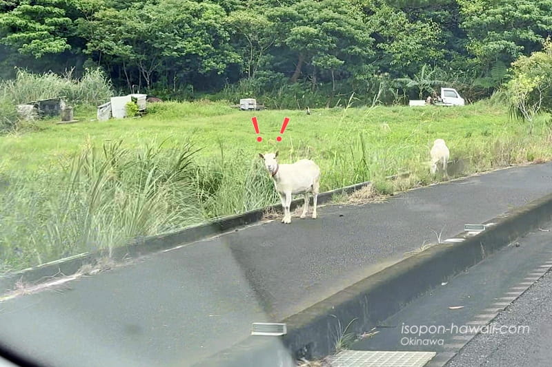 歩道を歩く2頭のヤギ 平久保埼灯台からサビチ鍾乳洞までの途中で