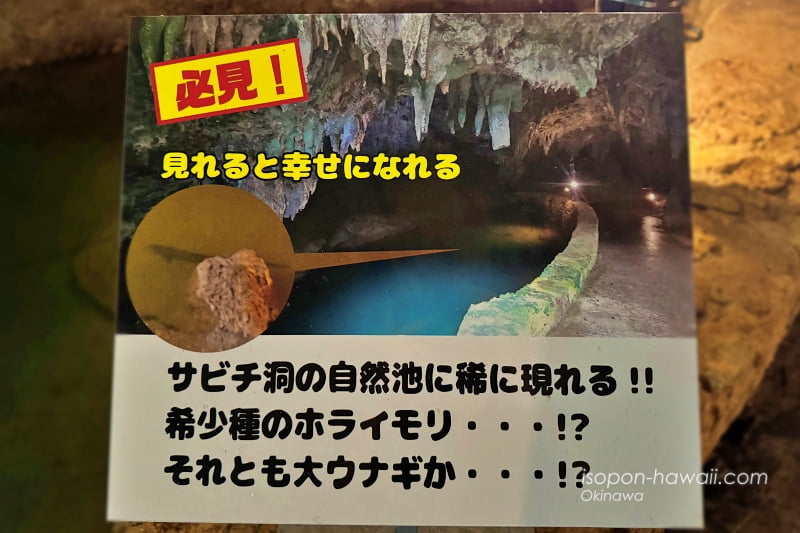 必見！見れると幸せになれる　サビチ洞の自然池に稀に現れる！！希少種のホライモリ…⁉それとも大ウナギか…!?