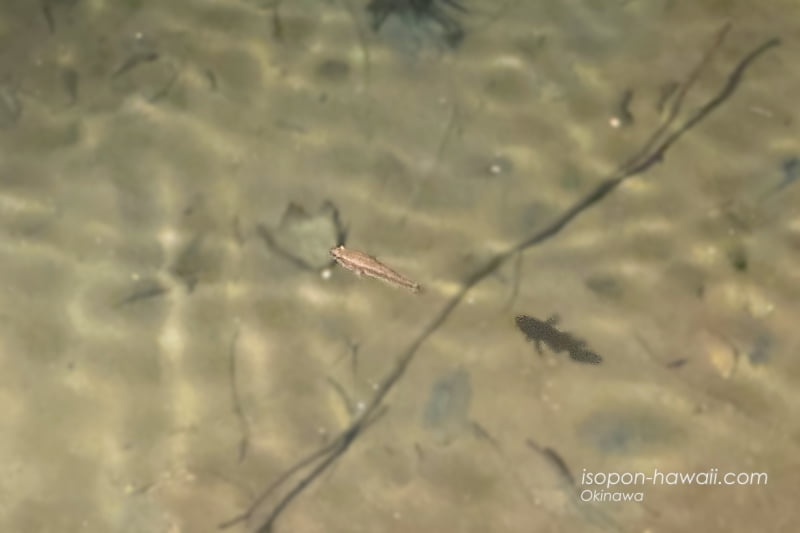 サビチ洞の自然池を泳ぐ小魚