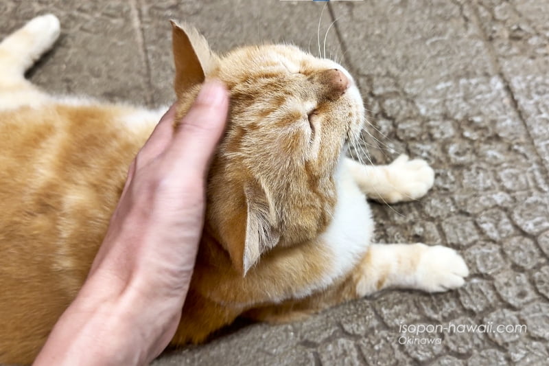 サビチ鍾乳洞の看板ねこ