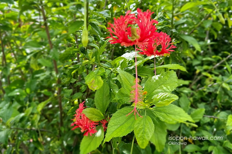 風鈴仏桑花＜ふうりんぶっそうげ＞。ハイビスカスの仲間。