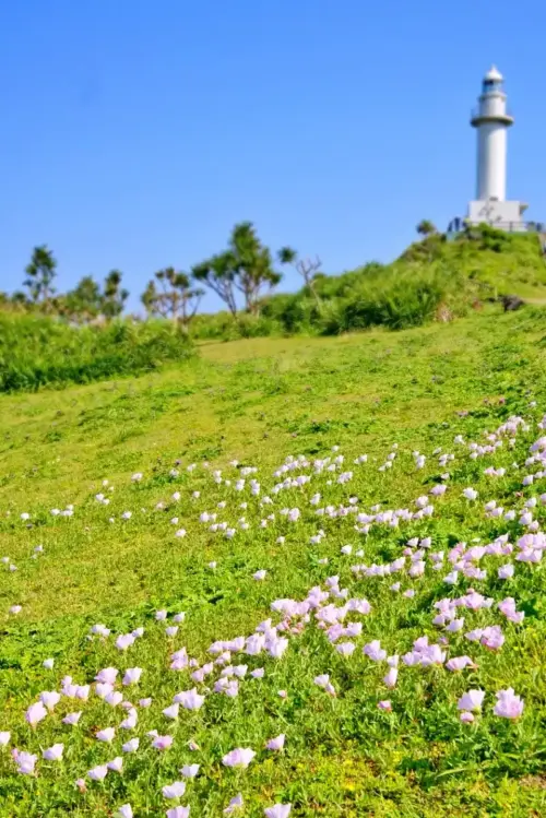 石垣御神埼灯台の前で咲き乱れる昼咲月見草