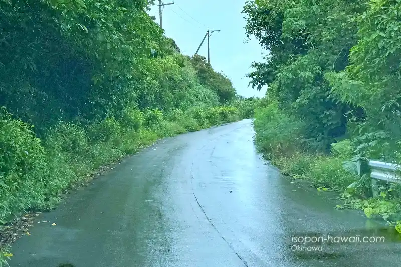 御神崎に向かう道路の状況 道路の両脇から植物がはみ出してきている