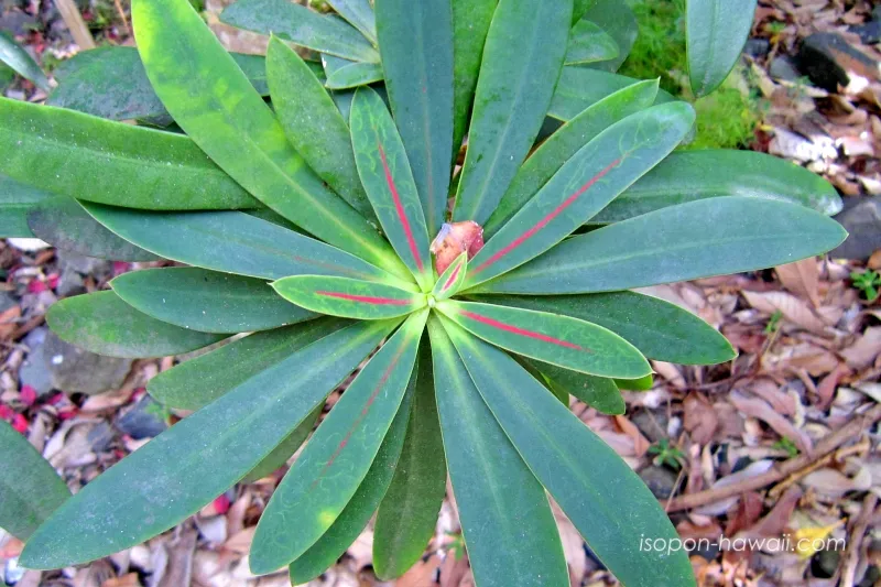 葉に赤い線が入っている植物