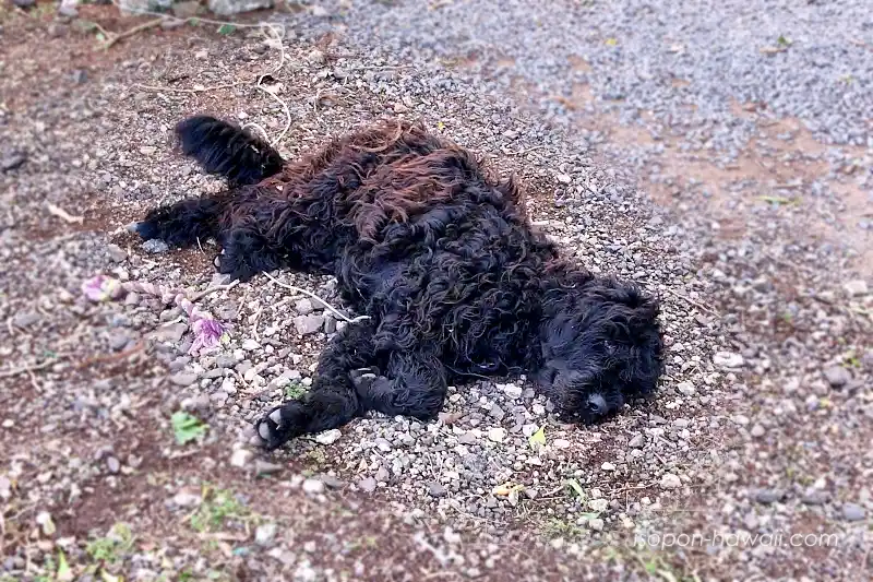 寝転がっている犬