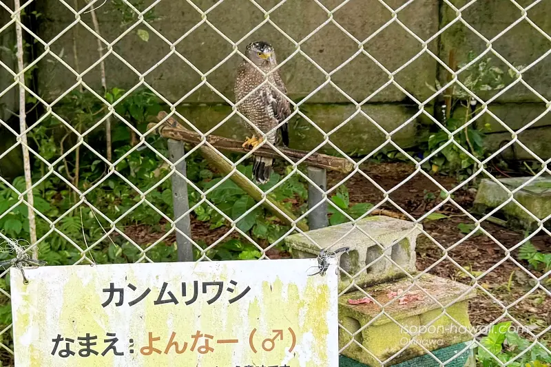 やいま村:カンムリワシ「よんなー」
