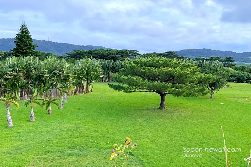 やいま村:芝生広場 左側にトックリヤシが見える