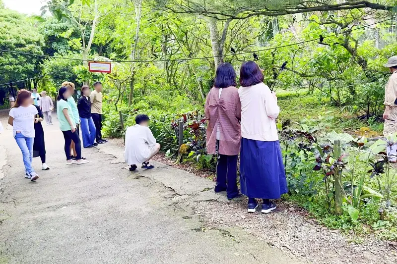 やいま村:リスザルの森の様子