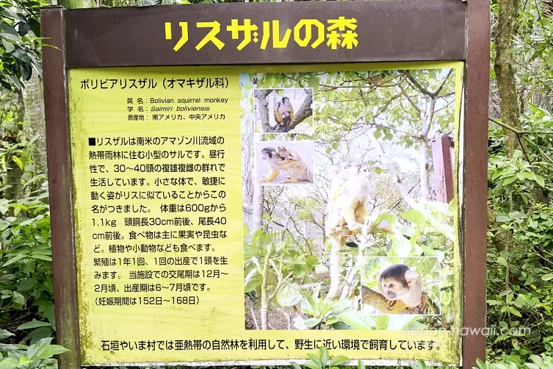 ボスビアリスザルの解説