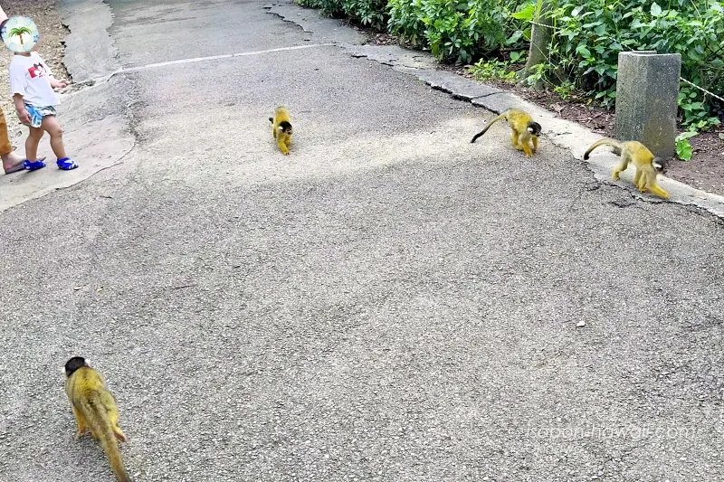 通路を歩くリスザル