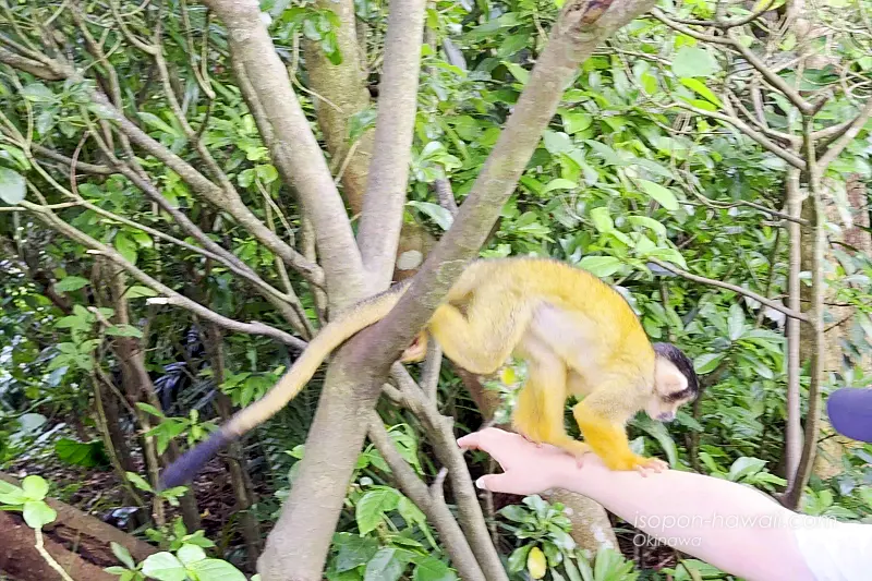 手に乗るリスザル