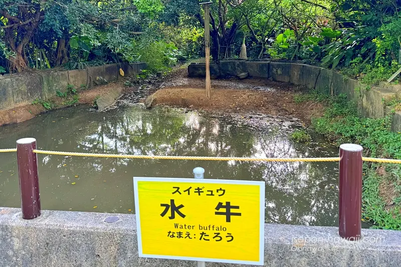 やいま村:水牛のたろう君 留守