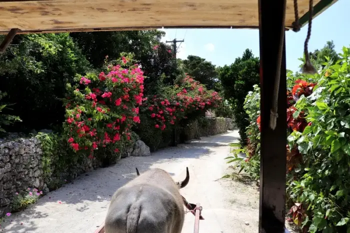 竹富島 水牛車最前列