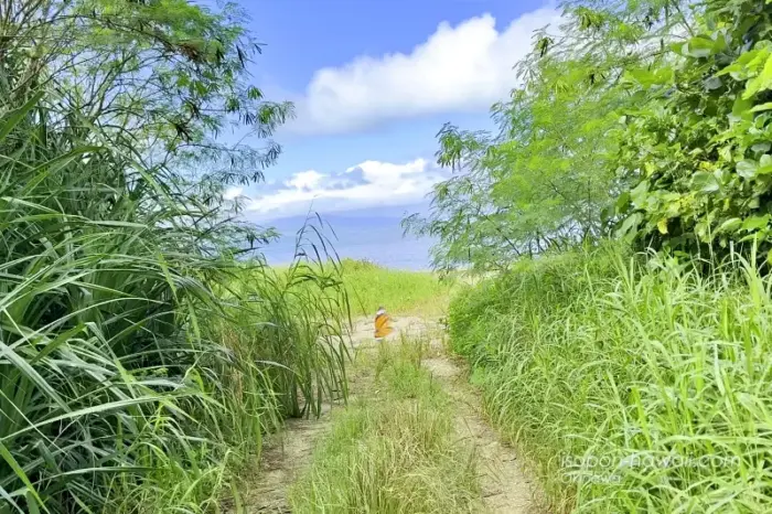安里クヤマの墓の先にある海岸に出る道 蝶が飛んでいる