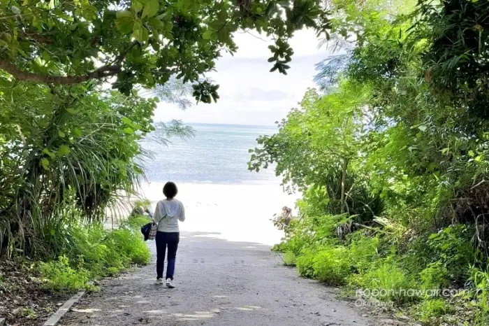 西桟橋に出る直前 木のトンネル