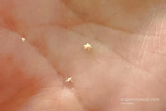 カイジ浜で見つけた星砂