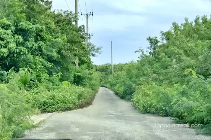 宮古島の細い道 ヌドクビアブの帰り道