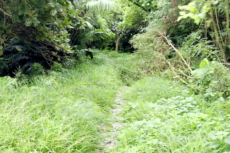 来間遠見番所までの道 石畳の道を隠すように雑草が生えている