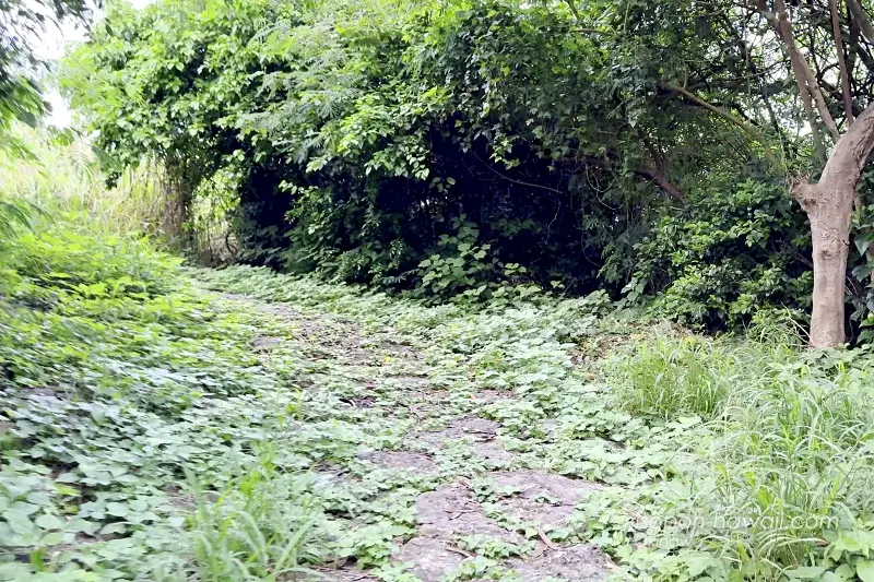 来間遠見番所までの道 視界が開けている場所