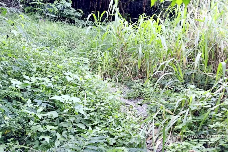 遠見番所直前 また草木が生い茂っている