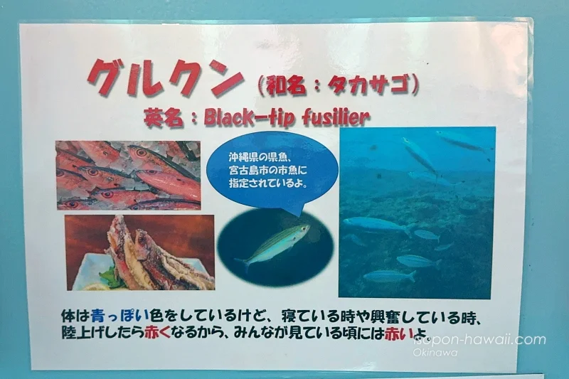 グルクンを解説した貼り紙