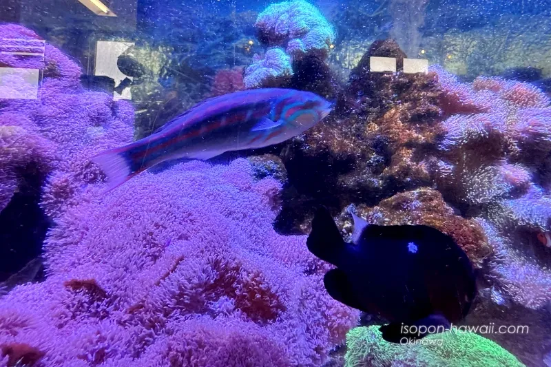 たぶんセナスジベラ